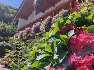 Blumenpracht rund um unseren Oslhof