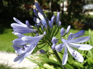 Blumenpracht rund um unseren Oslhof